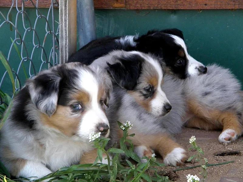 Blue Moon Mini Shepherds