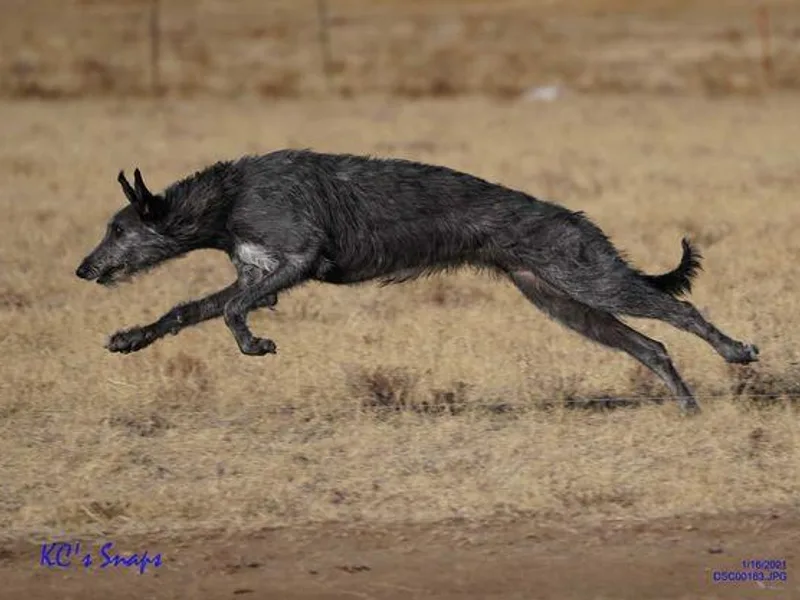 Blue Moon Scottish Deerhounds photo 1