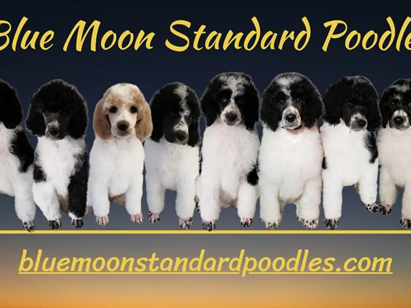 Blue Moon Standard Poodles