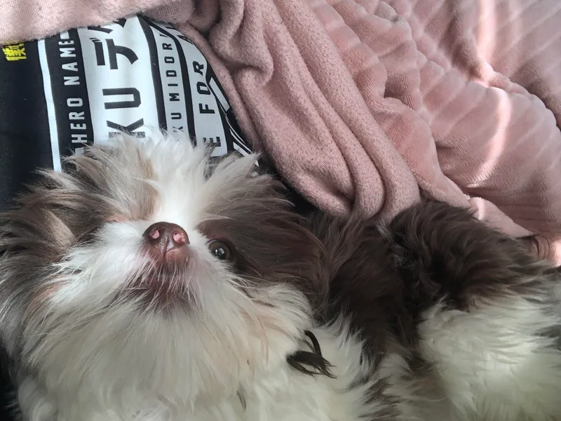 Blue Morpho Imperial Shih Tzu