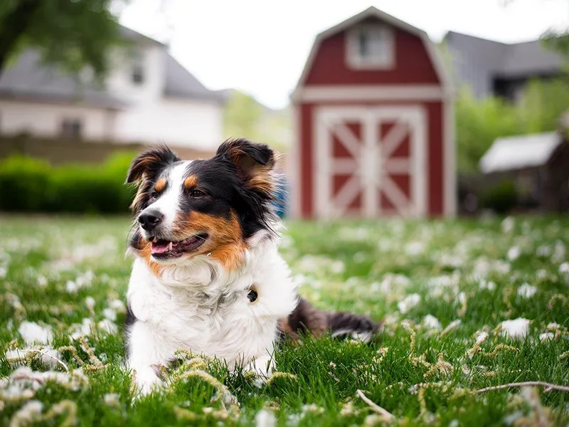 Blue Mountain Aussies
