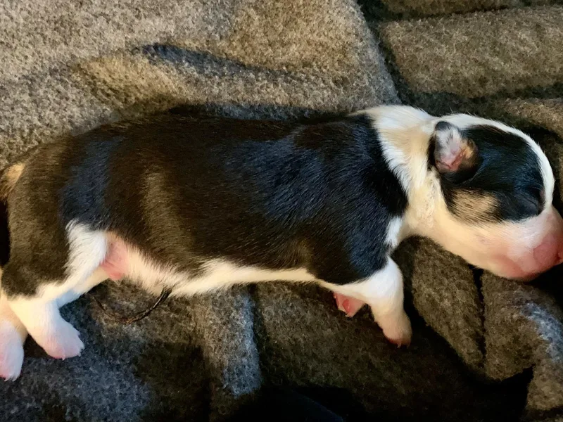 Blue Mountain Corgis