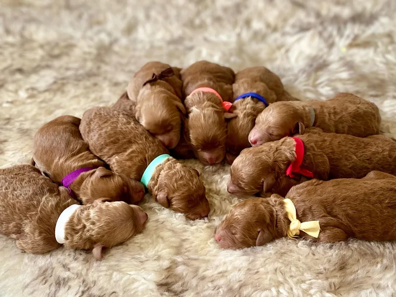 Blue Mountain Family Doodles of Virginia