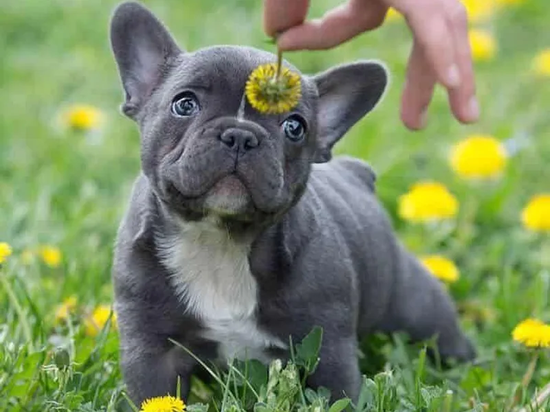 Blue Mountain French Bulldogs