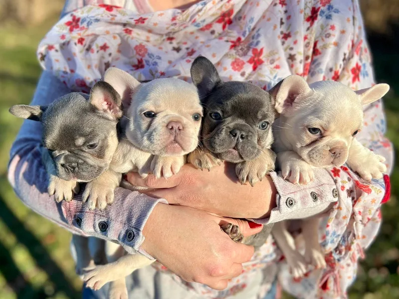 Blue Mountain Frenchies