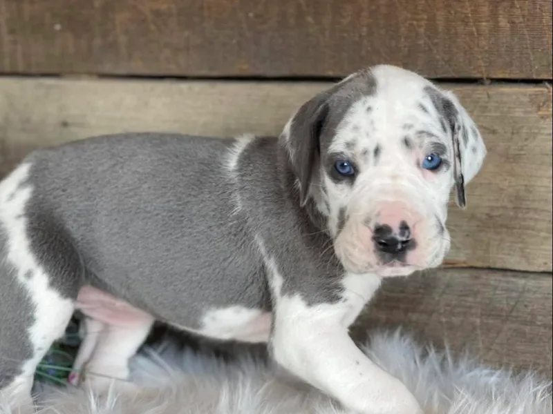 Blue Mountain Great Danes LLC