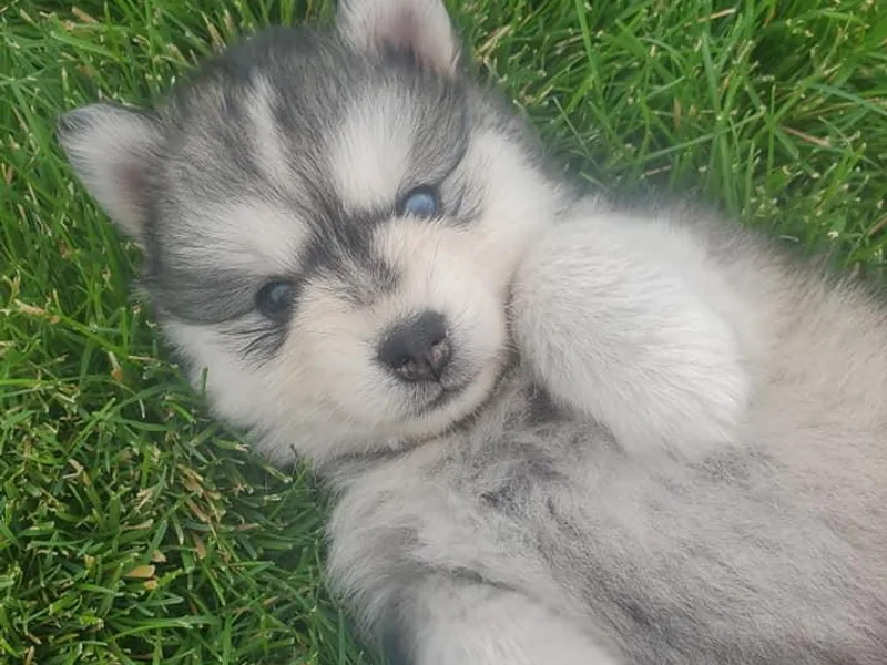 Blue Mountain Pomskies photo 1