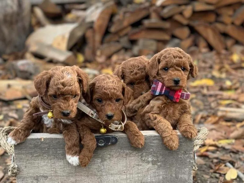 Blue Mountain Poodles