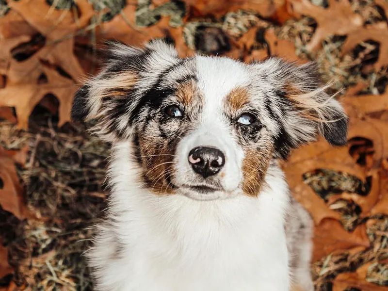 Blue Mountain Puppies