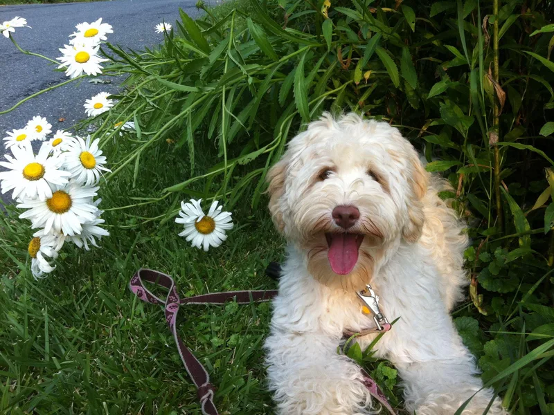 Blue Opal Labradoodles photo 1