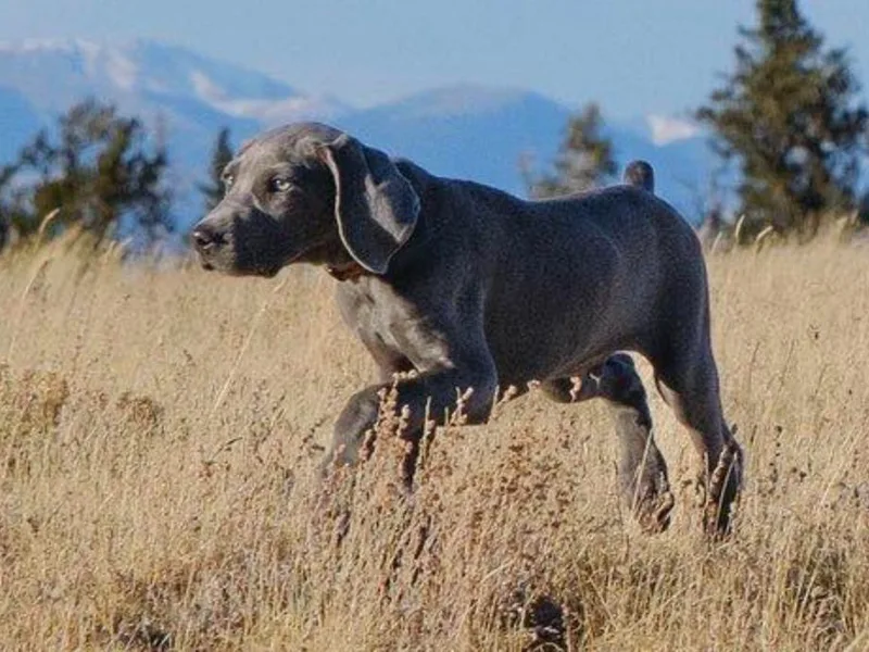 Blue Phantom Kennels