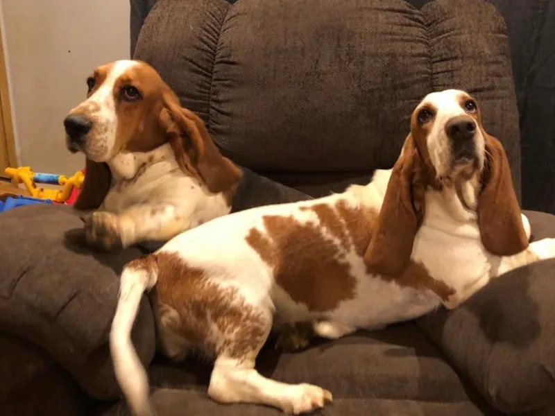 Blue Ridge Basset Hounds