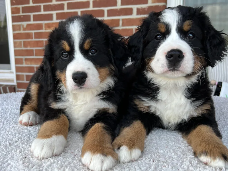 Blue Ridge Bernese