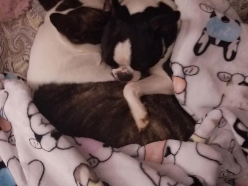 Blue Ridge Boston Terriers