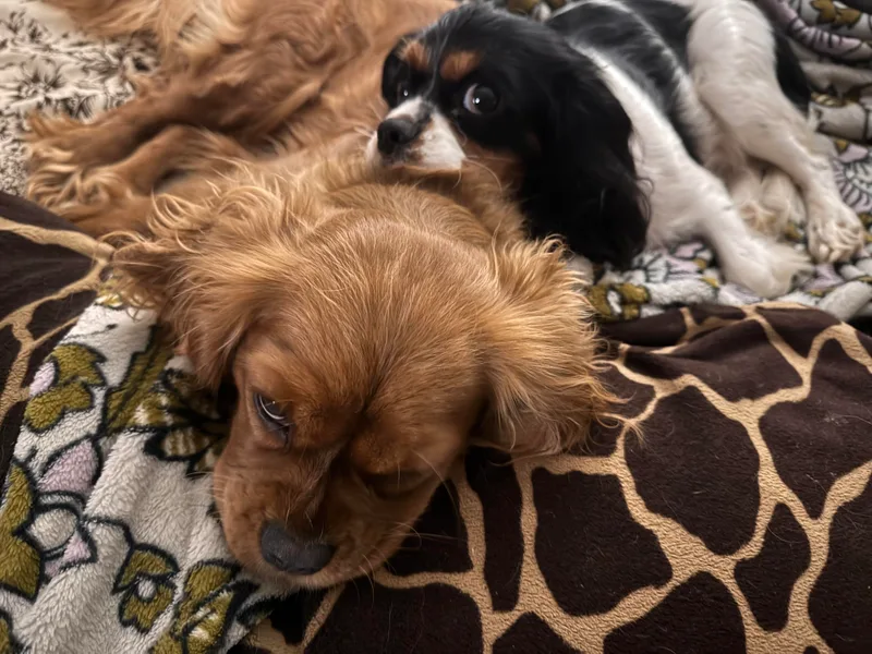 Blue Ridge Cavaliers