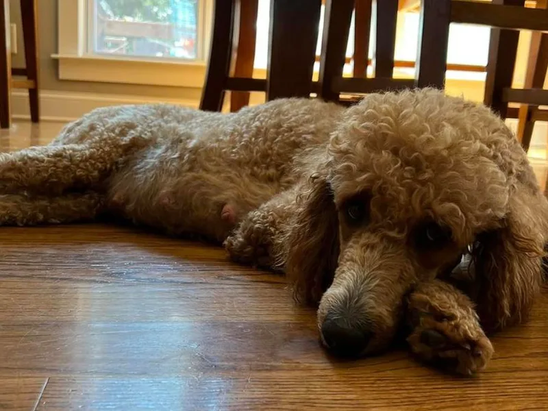 Blue Ridge Doodles and Poodles