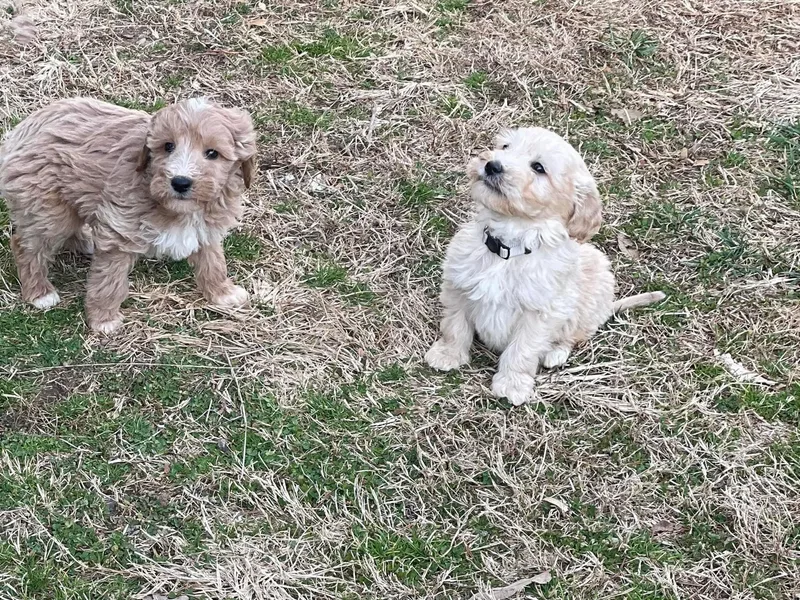 Blue Ridge Goldendoodle Puppies
