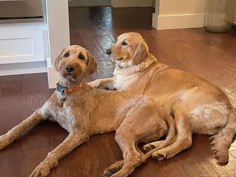 Blue Ridge Goldens