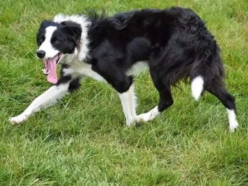 Blue Ridge Mountain Border Collies