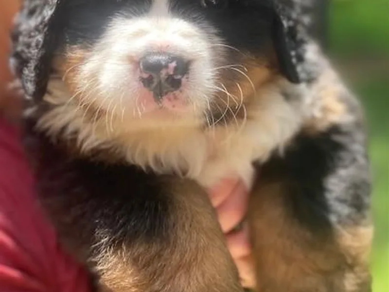 Blue Ridge Mountains - Bernese Mountain Dog Pups