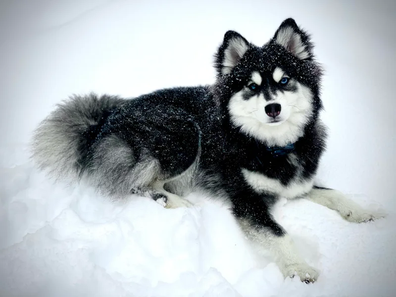 Blue Ridge Pomsky photo 1