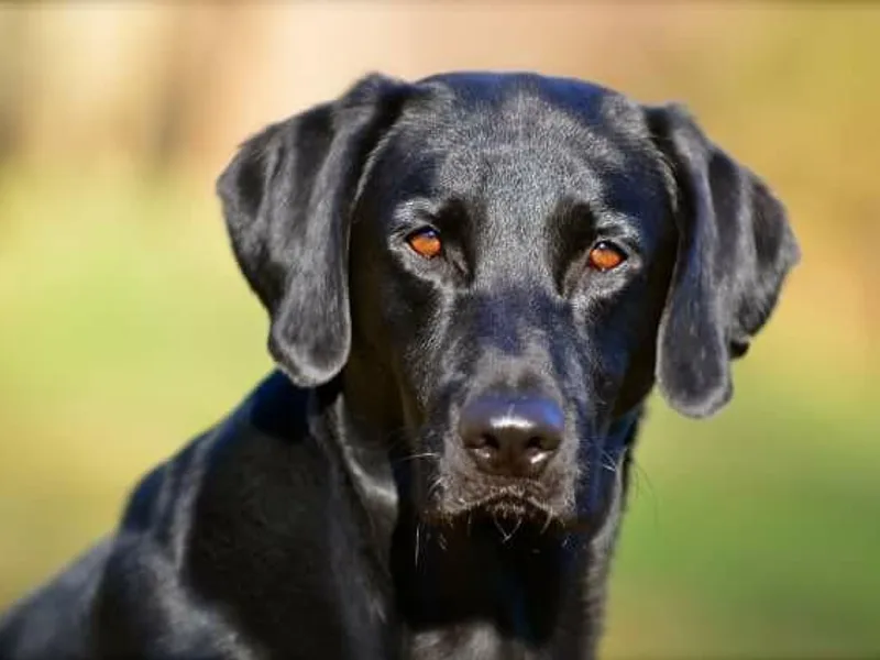 Blue Ridge Retrievers