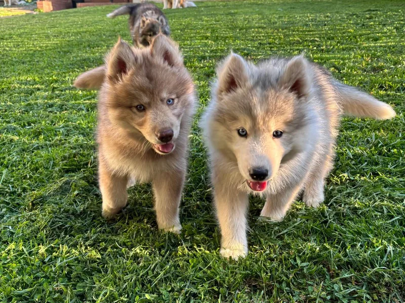 Blue Ridge Shadow Huskies