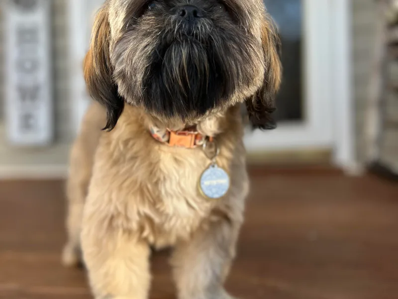 Blue Ridge Shih Tzus