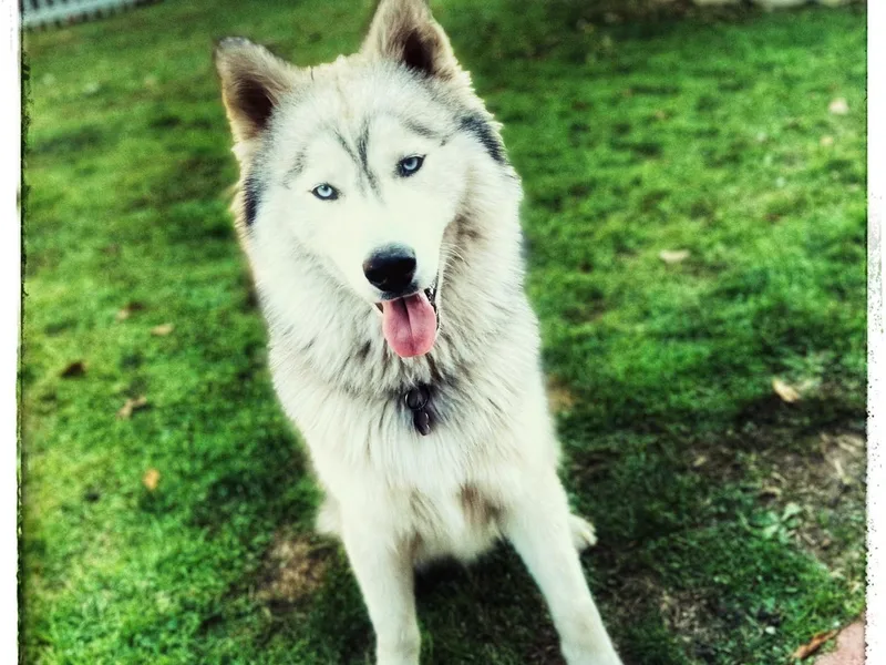 Blue Ridge Siberians