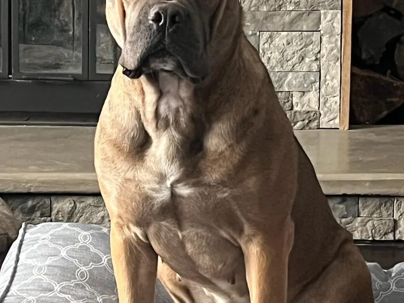 Blue River Cane Corso