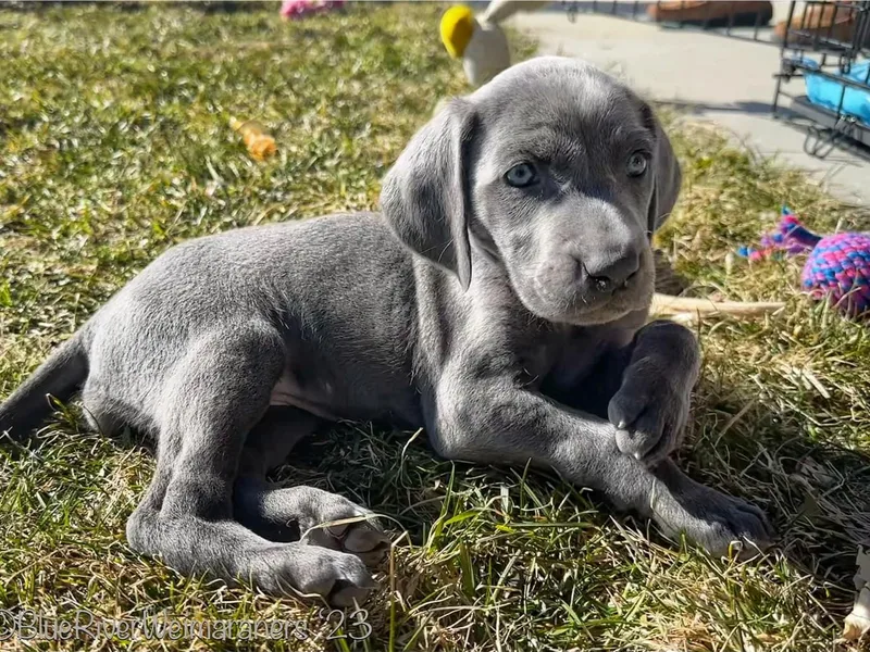 Blue River Weimaraners