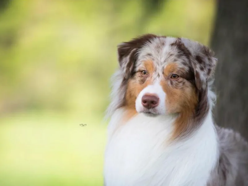 Blue Rock Australian Shepherds