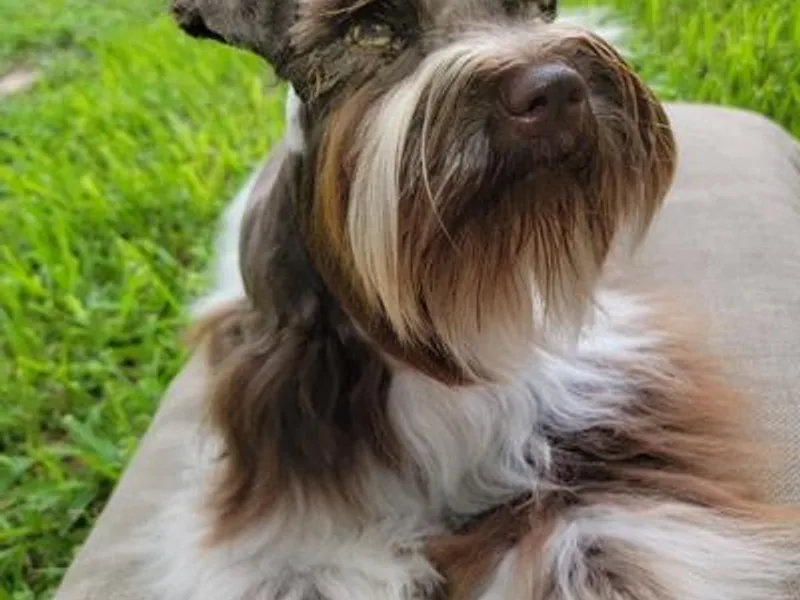 Blue Rose's Schnauzers