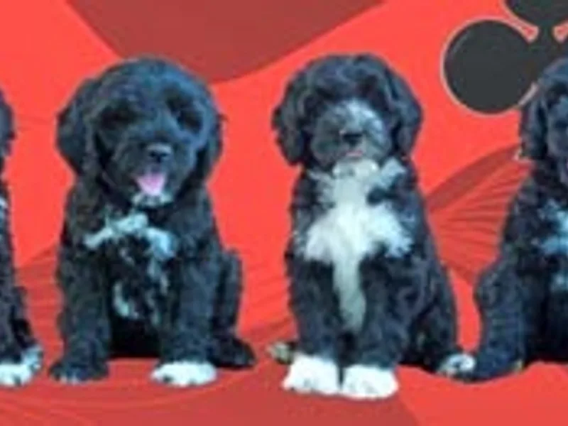 Blue Run Portuguese Water Dogs (R)