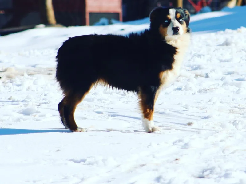 Blue’s Family Aussies/Rustic Rose Toy Australian Shepherds