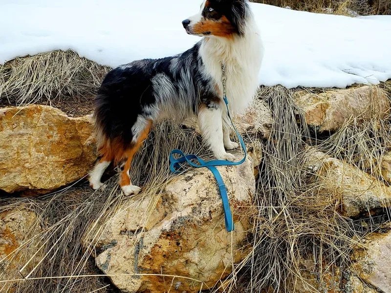 Blue Sage Aussies