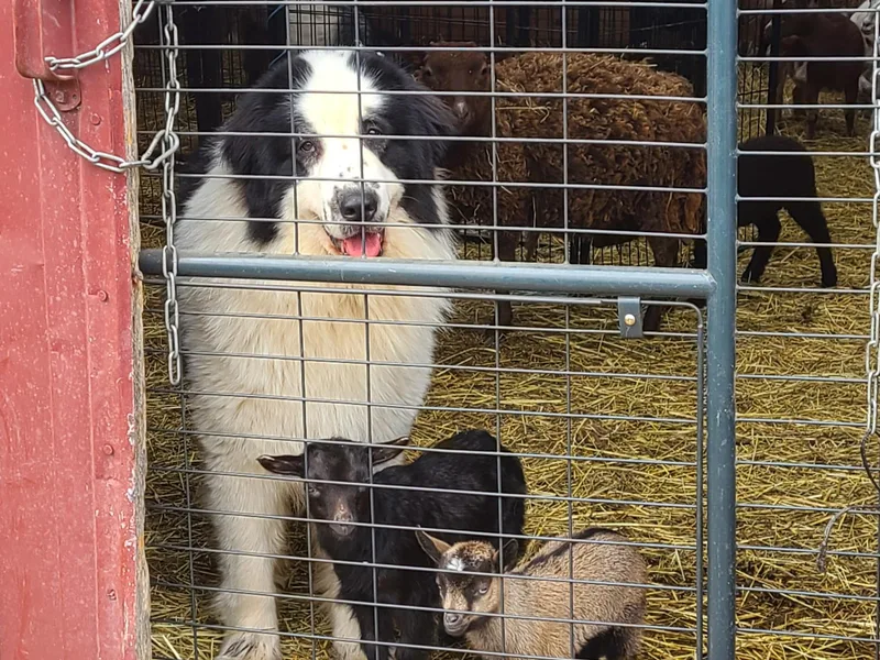 Blue Shamrock Tornjak