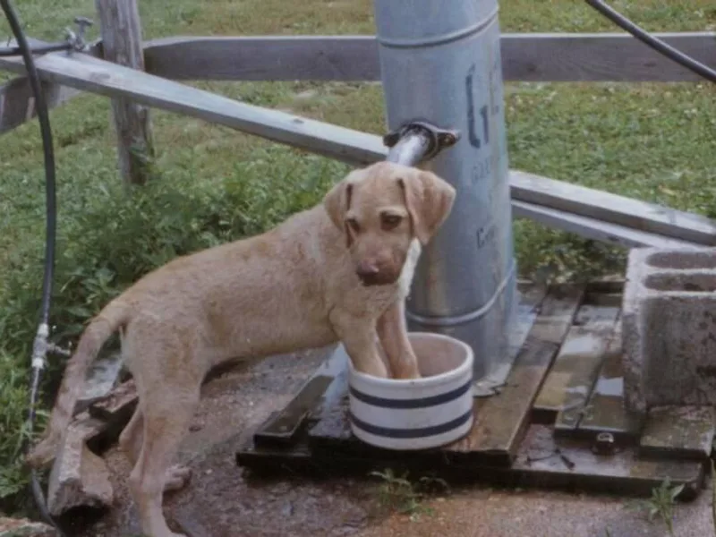 Blue Sky Chesapeakes