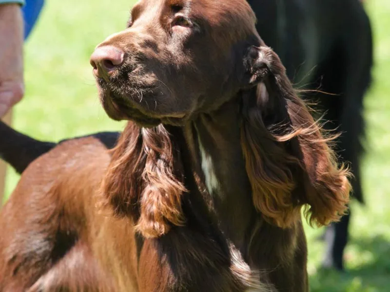 Blue Sky Field Spaniels