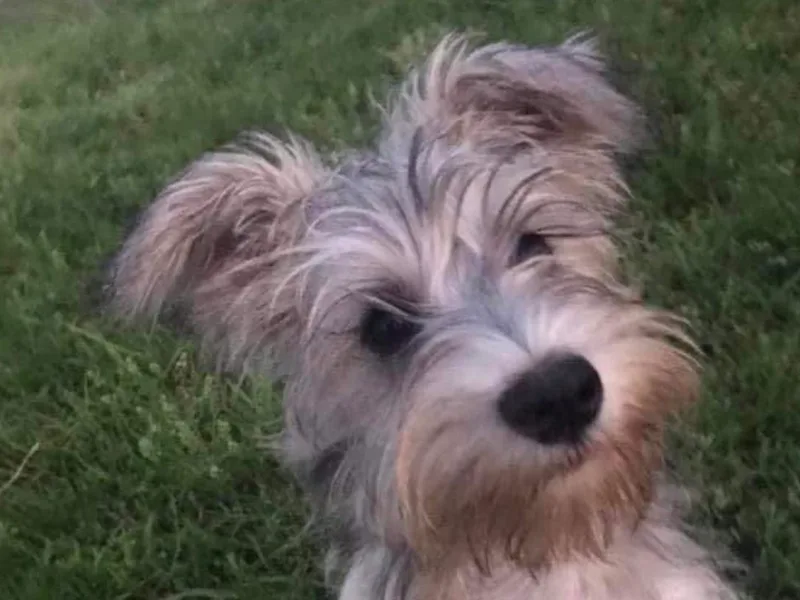Blue Sky Miniature Schnauzers