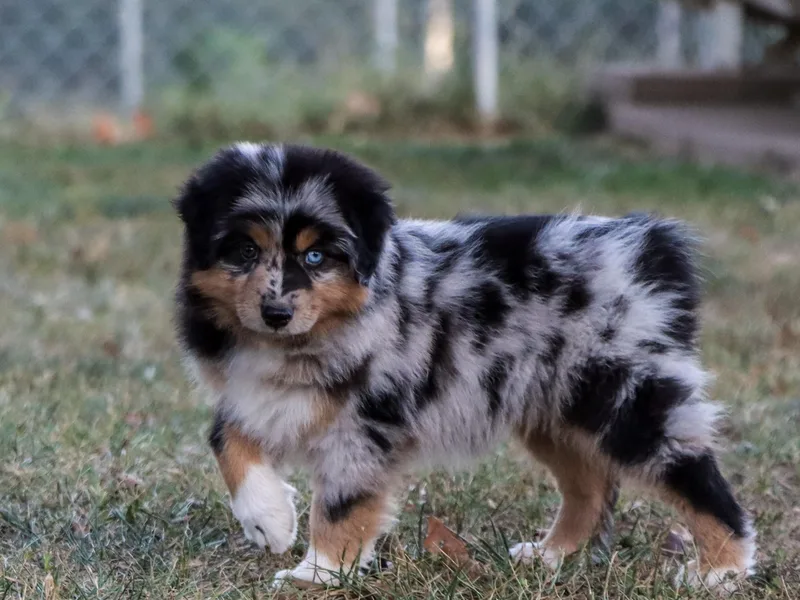 Blue Springs Aussies