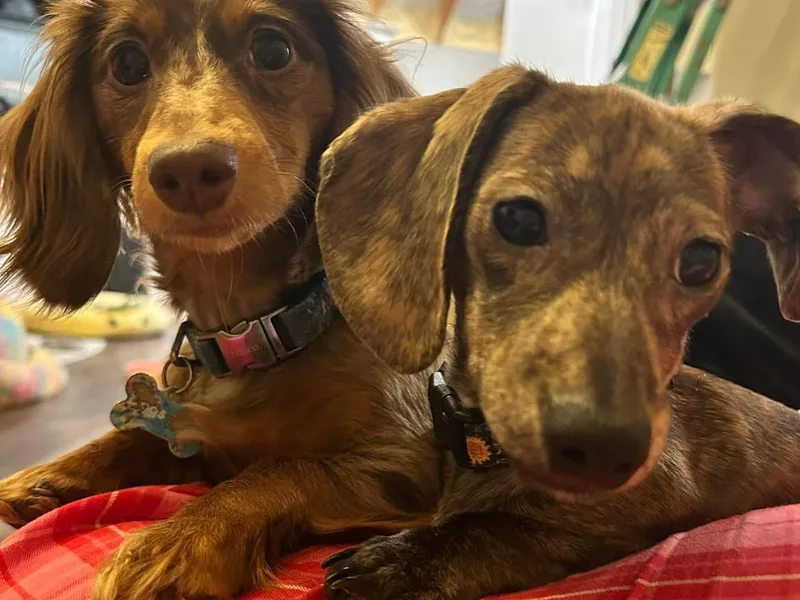 Blue Star Dachshunds