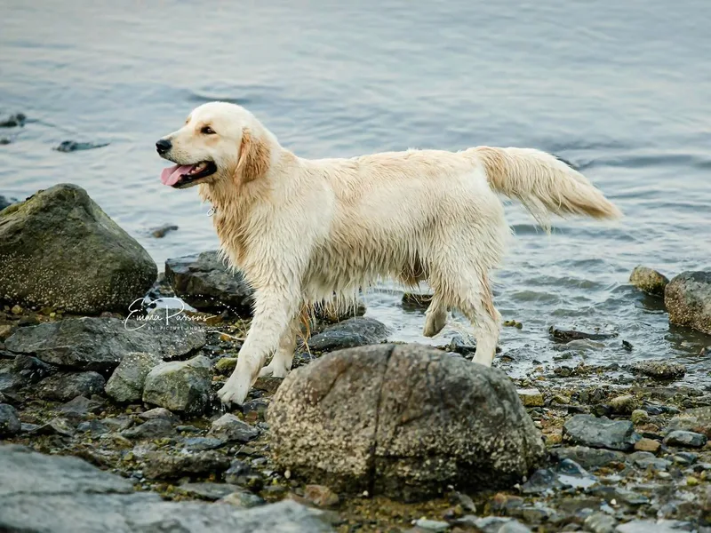 Blue Star Golden Retrievers