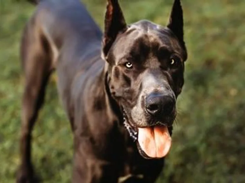 BLUE STEAL DANES