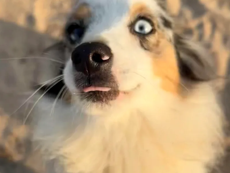 Blue Stem Companions