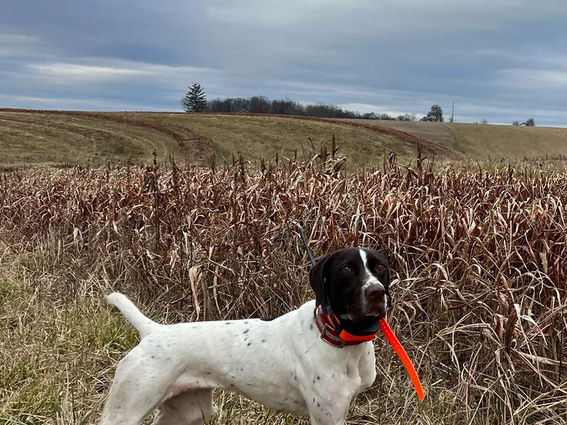 Blue Storm Shorthairs