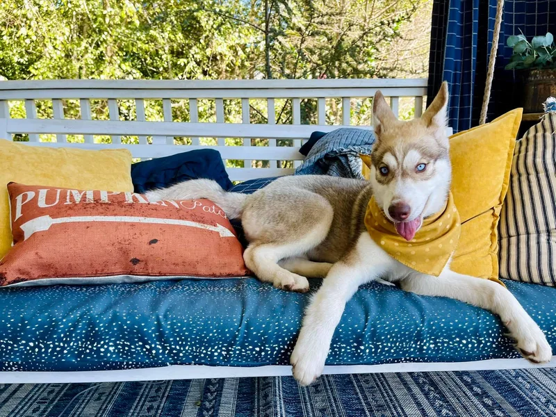 Blue Summit Siberians