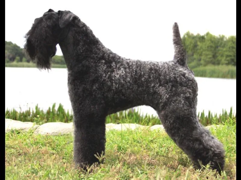 Blue Terriers photo 1