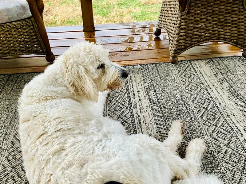 Blue Valley Goldendoodles