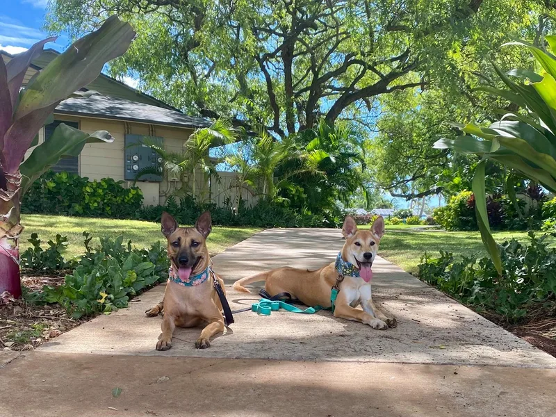 Blue Velocity Ridgebacks